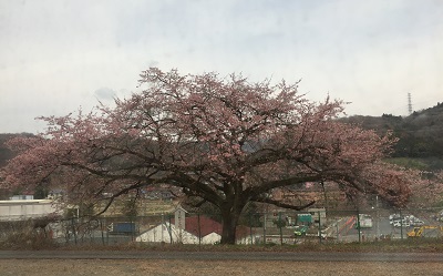 金太郎桜.jpg